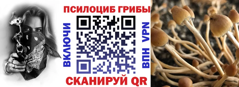 закладка  Цоци-Юрт  Галлюциногенные грибы Cubensis 